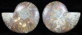 Cut & Polished Ammonite Fossil - Agatized #58714-1